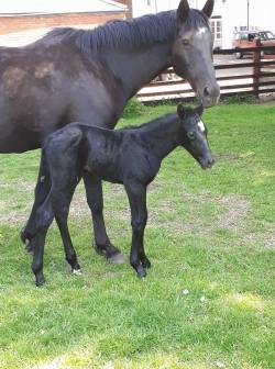 new filly born on the 21st may!