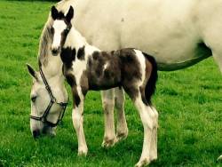 We would like to welcome our first coloured foal.