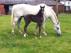 Brood mares back to stud.