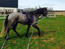 Spirit Dazzler 3yrs old Connemara 15hh 