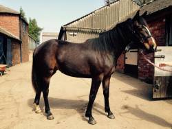 Handel's Centenary gone to Twemlow Stud