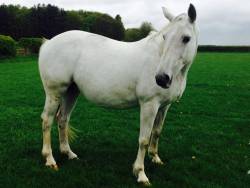 Anky and Oonah back from stud