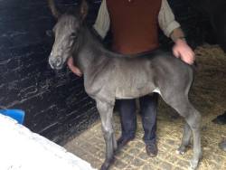 Welcome final foal of the the year.