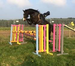 Weston Dazzler Visits Wellow Equestrian Centre