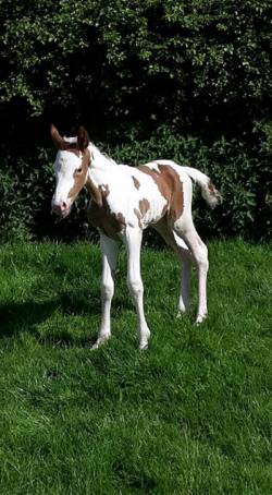 New foal Born