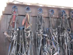 20th Sept Grove and Rufford Excersice 21st Sept RABI Fun Ride 