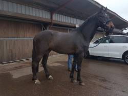 Bealby's firecracker sold.