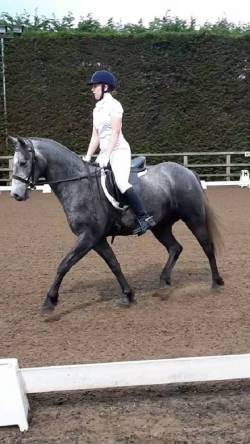 Dressage at parklands