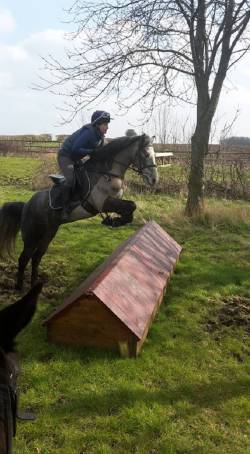 Videos of the horses that are for sale