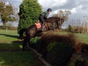 Petrushka 17.2hh 7yrs old