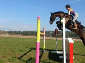 Jumbo Brook 16.1hh 5yrs old