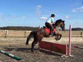MillBeck 17hh 7yrs old 