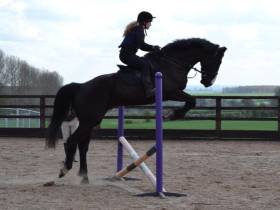 Karandazzler 17hh 6yrs old