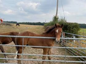 Bealby Whinning Dazzler