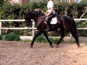 Jumbo Moon River 16.3hh 5yrs old