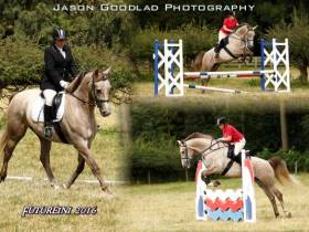 Futurini 16.3hh 6yrs old