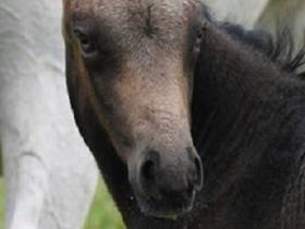 Bealby Dark Phantom