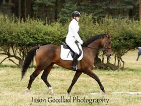 Movie Queen 16.1hh 7yrs old