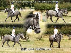 Spirit Dazzler 15hh 5yrs old connemara