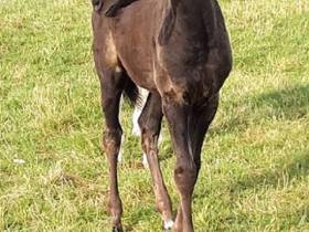 Bealby Dazzler Belle