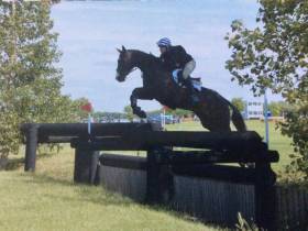 Weston Dazzler 16.2hh 8yrs old